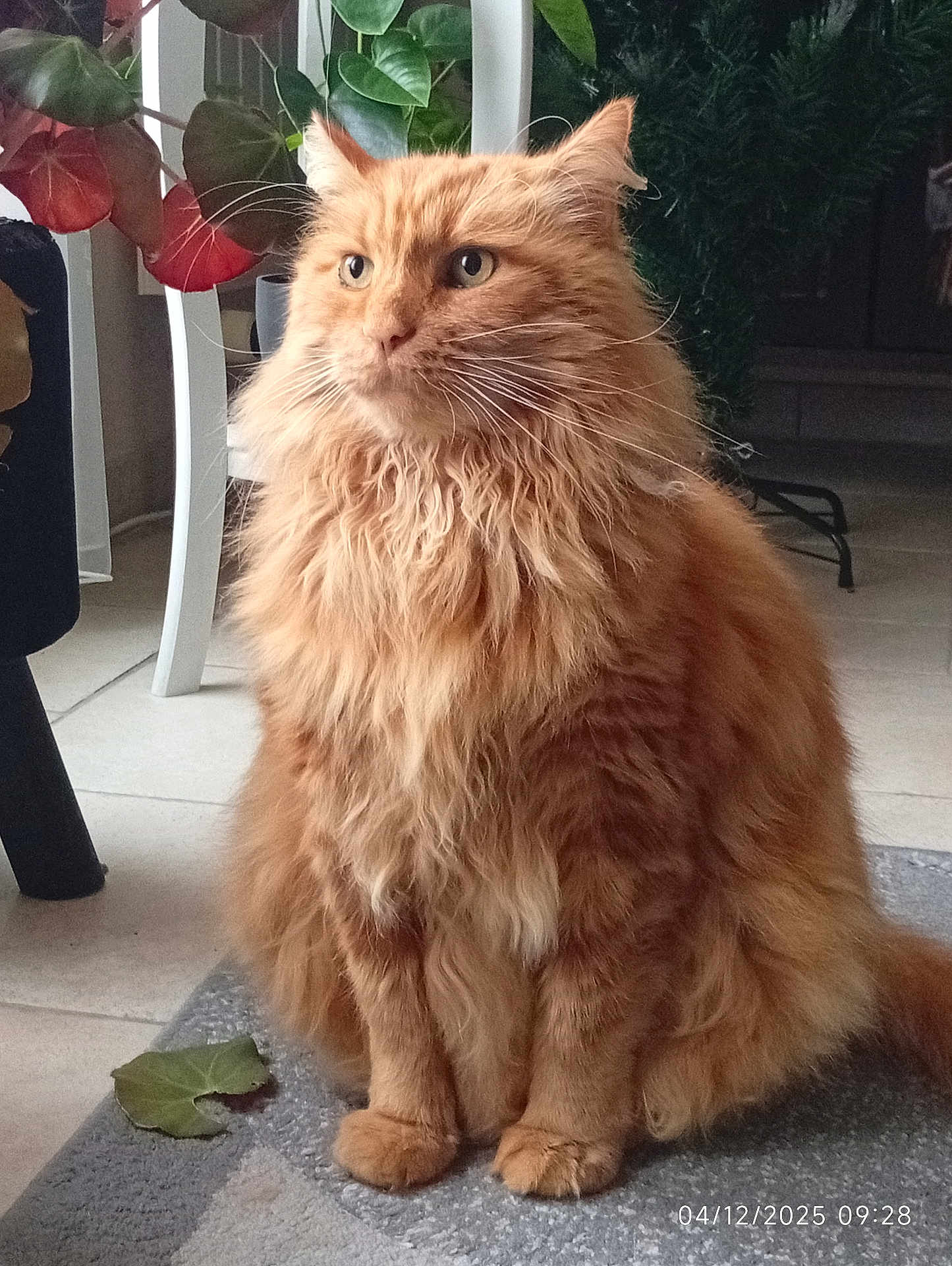 Sylbba a rejoint le concours — aidez-le/la à gagner de superbes lots ! cat, orange_cat, fluffy, indoor, pet, animal, plant, leaf, rug, furniture, whiskers, sitting, calm, portrait, domestic, floor, eyes, fur, houseplant, closeup