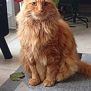 Sylbba participe au concours pour gagner de l'argent avec cette photo : cat, orange_cat, fluffy, indoor, rug, plant, furniture, floor, tile_floor, pet, domestic_animal, whiskers, tail, sitting, curious, eyes, close_up, home, cozy, fur