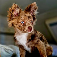 Venus participe au concours pour gagner de l'argent avec cette photo : animal, canine, cat, chihuahua, cockerspaniel, collie, couch, dog, eskimodog, fox, furniture, hardwood, kitten, papillon, pet, poodle, puppy, snout, terrier, wood