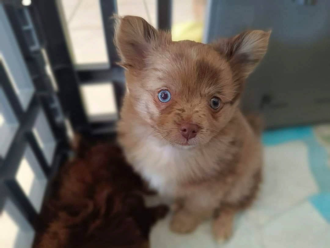 Venus a rejoint le concours — aidez-le/la à gagner de superbes lots ! carnivore, cat, claw, domestic_short_haired_cat, fawn, felidae, fur, small_to_medium_sized_cats, snout, terrestrial_animal, whiskers, wildlife, wood