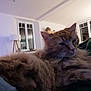 cat, ginger_cat, fluffy, pet, indoor, window, lamp, furniture, person, lap, relaxed, cozy, home, animal, mammal, resting, fur, whiskers, ear, soft_lighting