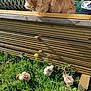 cat, chicks, grass, dandelion, wooden_structure, outdoor, sunlight, animal, nature, orange_cat, fluffy, bird, young_chick, greenery, spring, daylight, curious_cat, wildlife, pet, farmyard