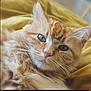 animal, cat, close_up, cute, domestic_cat, feline, fluffy, fur, green_eyes, indoor, orange_tabby, pet, pink_nose, portrait, relaxed, resting, sleepy, soft_lighting, whiskers, yellow_blanket