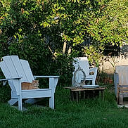 Mango participe au concours pour gagner de l'argent avec cette photo : cat, ginger_cat, chair, white_chair, wooden_chair, outdoor, garden, greenery, grass, sunlight, tree, leafy_tree, rustic, relaxation, animal, pet, nature, daylight, peaceful, resting