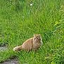 cat, orange_cat, fluffy, grass, greenery, outdoor, nature, wild_plants, curious, animal, mammal, meadow, feline, pets, walking_path, daylight, fur, eyes, tail, plant