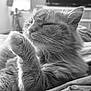 animal, bed, black_and_white, cat, closeup, cozy, cute, domestic, feline, fluffy, fur, indoor, paw, pet, portrait, relaxed, resting, sleepy, soft, whiskers