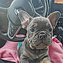 french_bulldog, puppy, dog, car_interior, steering_wheel, dashboard, blanket, pink, cute, pet, animal, young_dog, ears, face, sitting, closeup, indoors, vehicle, leather, comfort