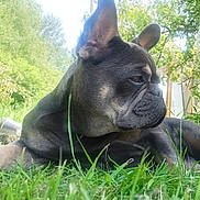 Wade a rejoint le concours — aidez-le/la à gagner de superbes lots ! dog, french_bulldog, grass, outdoor, pet, animal, canine, greenery, nature, sunlight, garden, laying_down, portrait, ears, face, fur, daylight, relaxed, side_view, muzzle