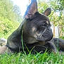 dog, french_bulldog, grass, outdoor, pet, animal, canine, greenery, nature, sunlight, garden, laying_down, portrait, ears, face, fur, daylight, relaxed, side_view, muzzle