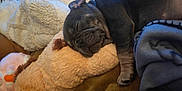 Wade participe au concours pour gagner de l'argent avec cette photo : puppy, sleeping, plush_toy, blanket, cozy, indoor, pet, cute, resting, fur, snuggling, soft, animal, young, comfort, relaxation, face, paw, bed, domestic_animal
