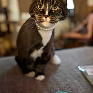 Jinx is registered to the contest to win money with this photo: animal, black, blurred_background, brown, cat, close_up, collar, curious, domestic, fabric, feline, indoor, pearl_collar, person, pet, sitting, table, tuxedo_cat, whiskers, white