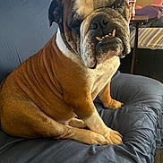 Buddy joined the competition — help win amazing prizes! bulldog, dog, pet, indoor, couch, furniture, window, blinds, bottle, table, living_room, wrinkles, paws, face, underbite, brown_fur, white_fur, sitting, closeup, expression