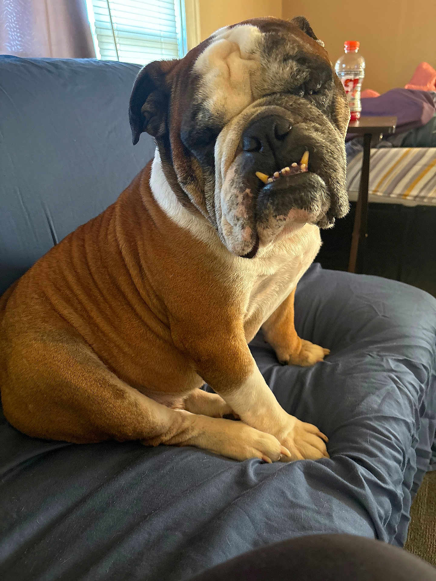Buddy joined the competition — help win amazing prizes! bulldog, dog, pet, indoor, couch, furniture, window, blinds, bottle, table, living_room, wrinkles, paws, face, underbite, brown_fur, white_fur, sitting, closeup, expression