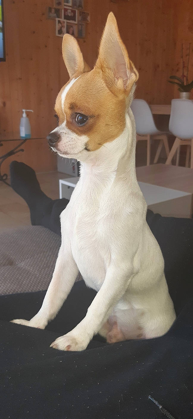 Paco a rejoint le concours — aidez-le/la à gagner de superbes lots ! ancient_dog_breeds, canidae, carnivore, chair, chihuahua, comfort, companion_dog, corgi_chihuahua, dog, dog_breed, fawn, fur, paw, snout, sporting_group, tail, terrestrial_animal, toy_dog, whiskers, working_animal