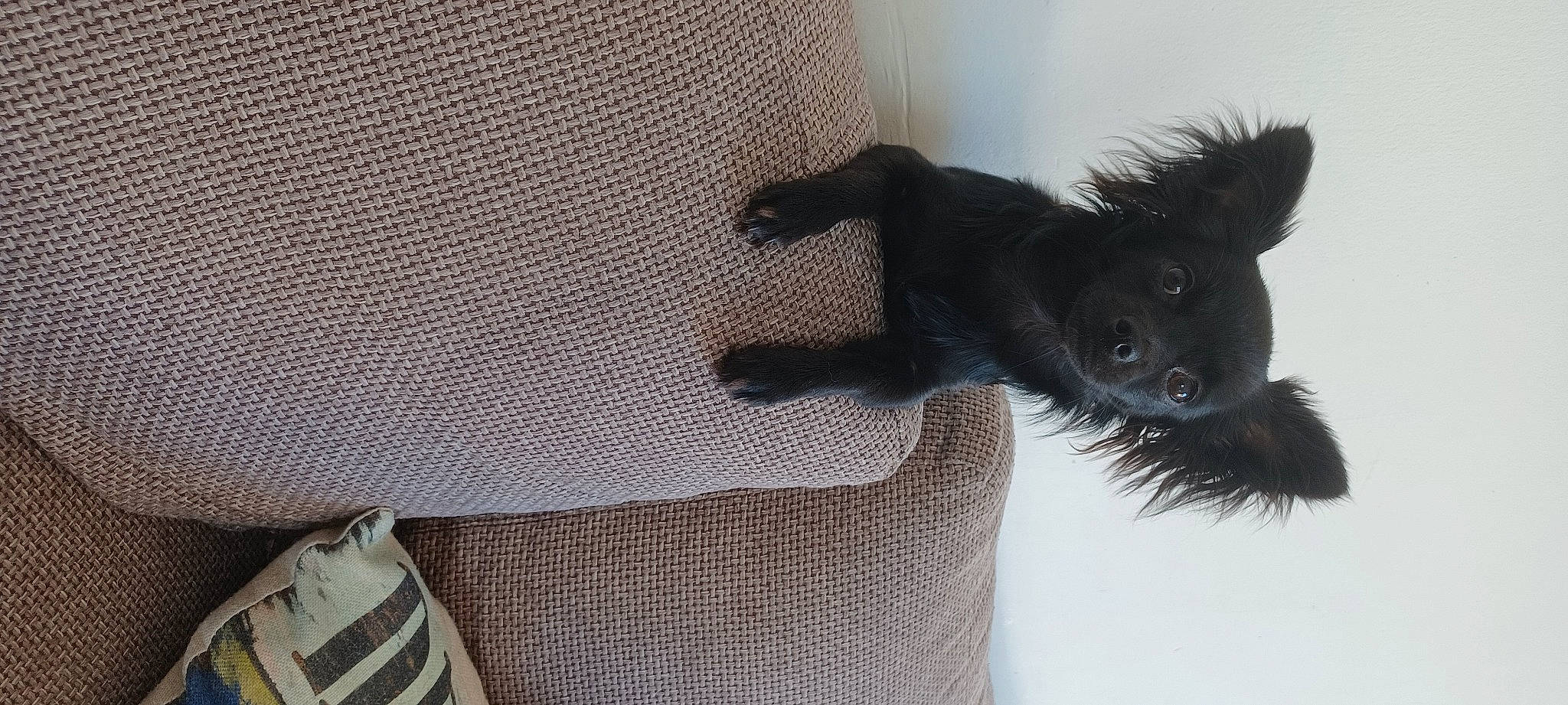 Perle participe au concours pour gagner de l'argent avec cette photo : canidae, comfort, companion_dog, dog_breed, fawn, flooring, foot, fur, grey, linens, pattern, paw, snout, stuffed_toy, tail, toy, whiskers, wood, wool, woven_fabric