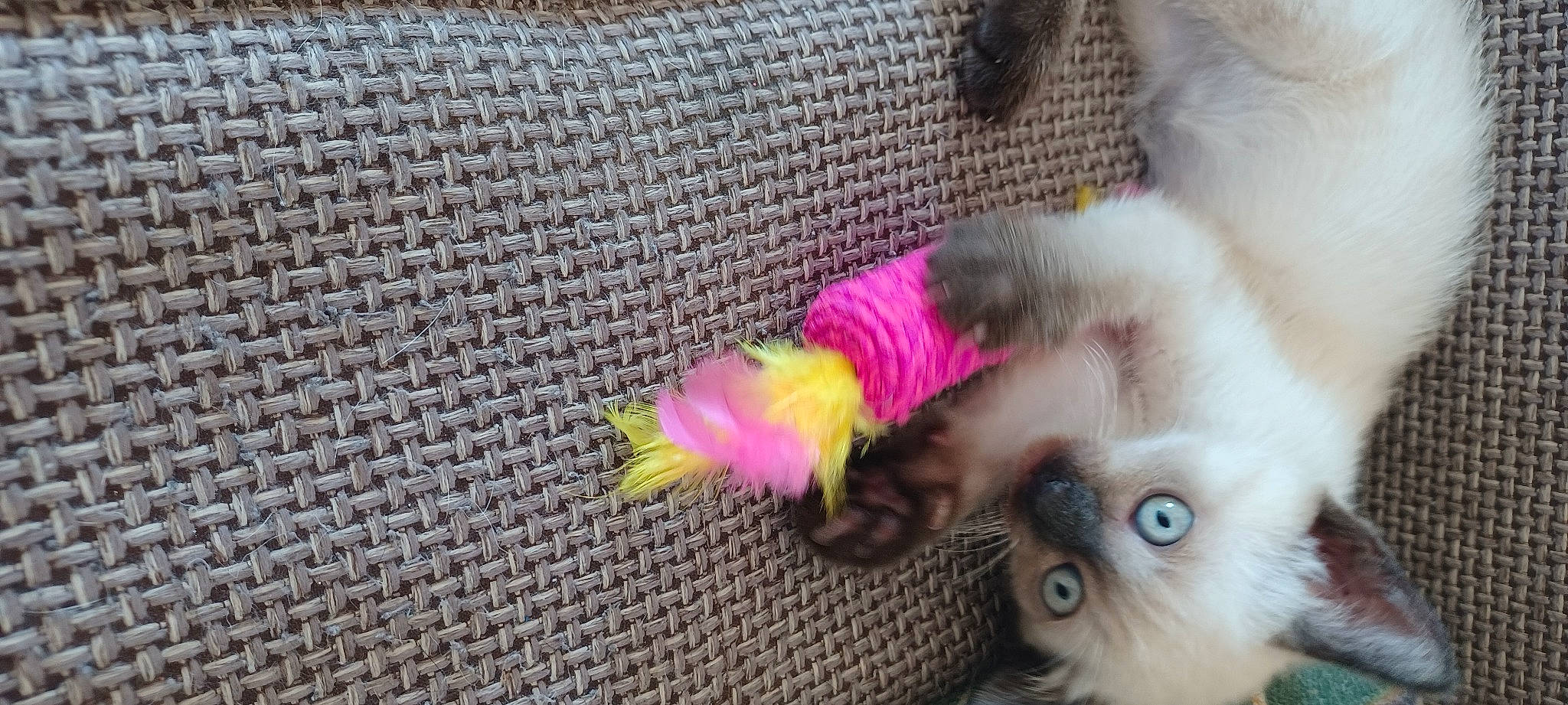 Nala
