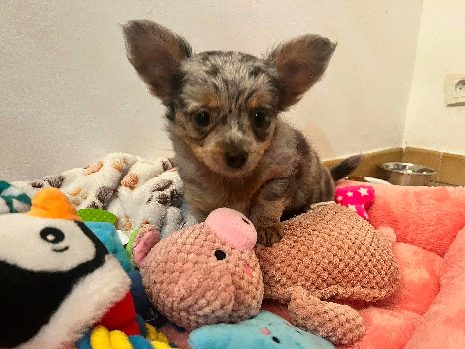 Tina a rejoint le concours — aidez-le/la à gagner de superbes lots ! carnivore, chihuahua, comfort, companion_dog, dog, dog_bed, dog_breed, dog_clothes, dog_supply, ear, fawn, felidae, fur, paw, pet_supply, snout, stuffed_toy, toy, toy_dog, whiskers