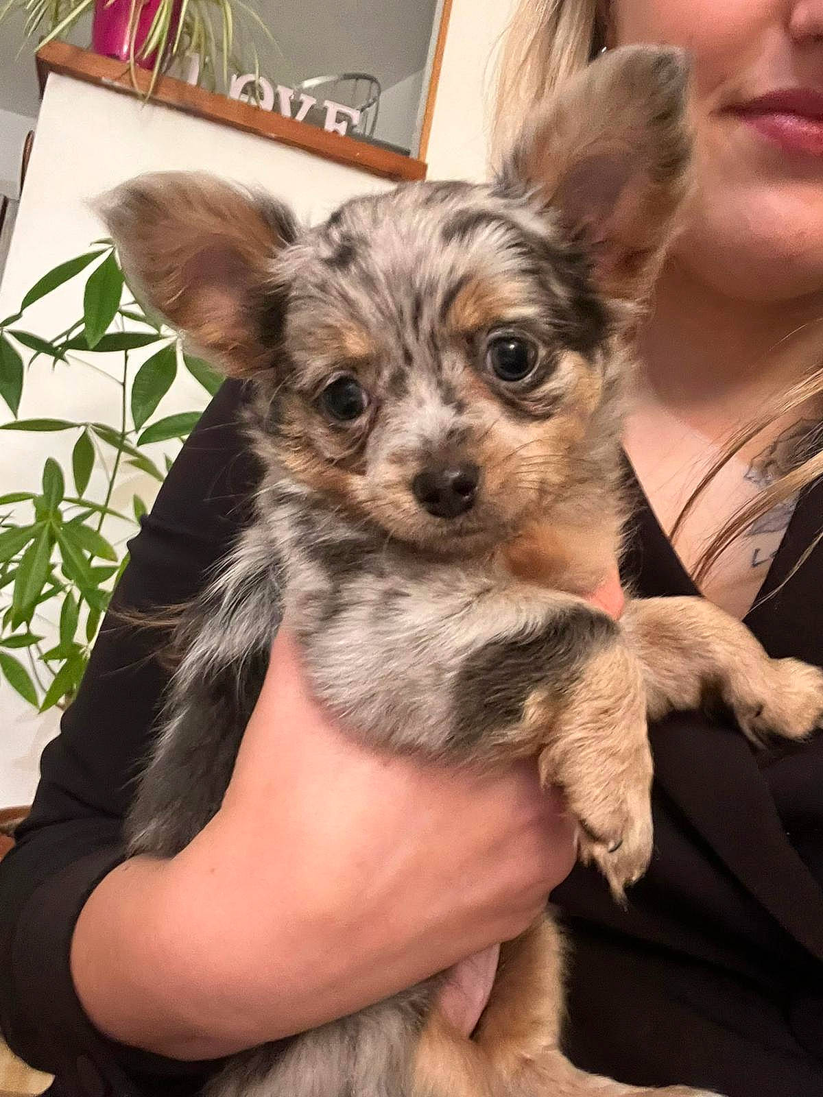 Tina a rejoint le concours — aidez-le/la à gagner de superbes lots ! canidae, carnivore, chihuahua, companion_dog, dog, dog_breed, dog_supply, ear, fawn, fur, hand, plant, russkiy_toy, snout, sporting_group, terrestrial_animal, texas_heeler, toy_dog, whiskers, working_animal