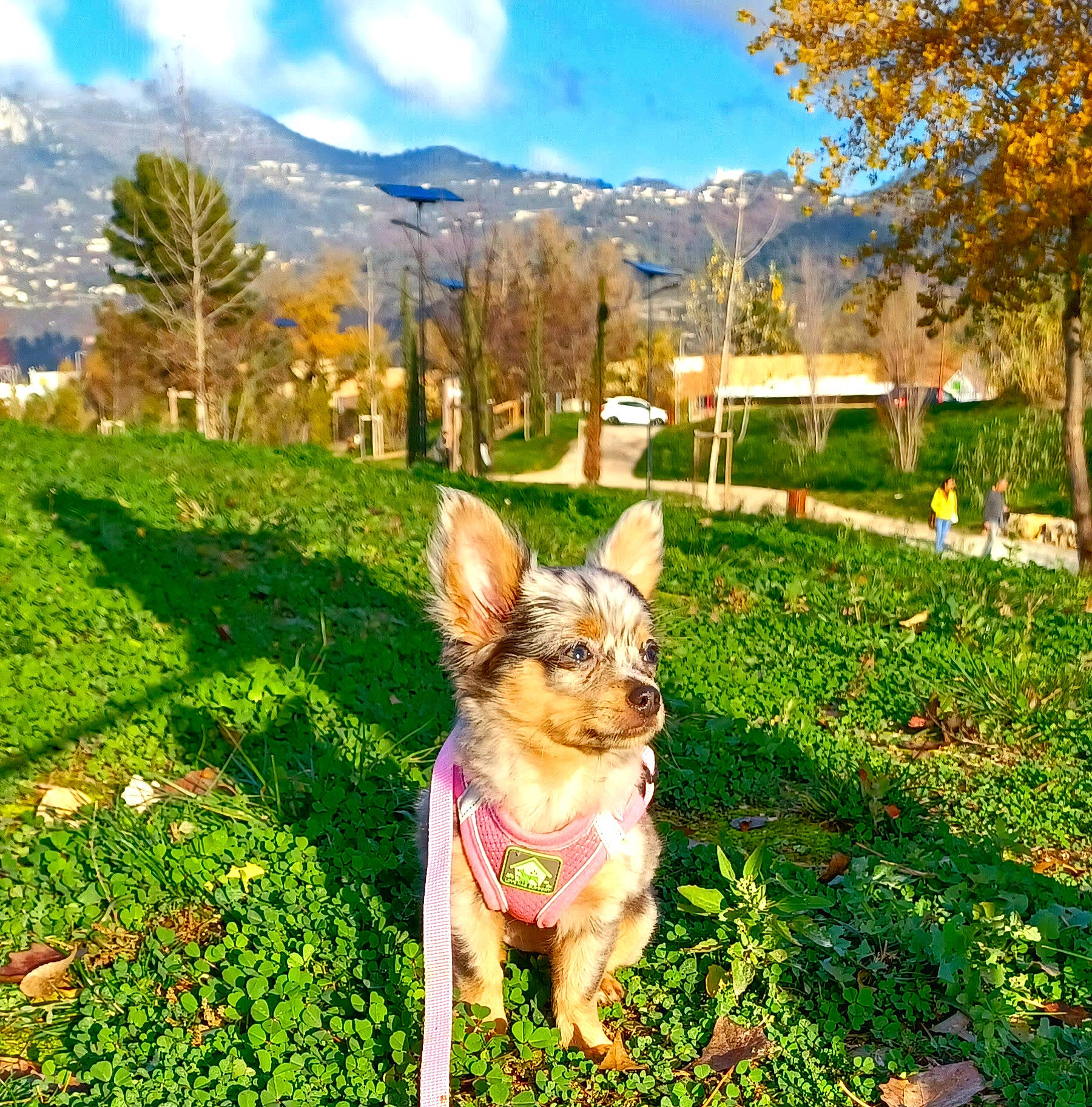Tina a rejoint le concours — aidez-le/la à gagner de superbes lots ! carnivore, cloud, companion_dog, dog, dog_breed, fawn, grass, grassland, green, happy, landscape, leisure, meadow, morning, mountain, natural_landscape, people_in_nature, plant, sky, tree