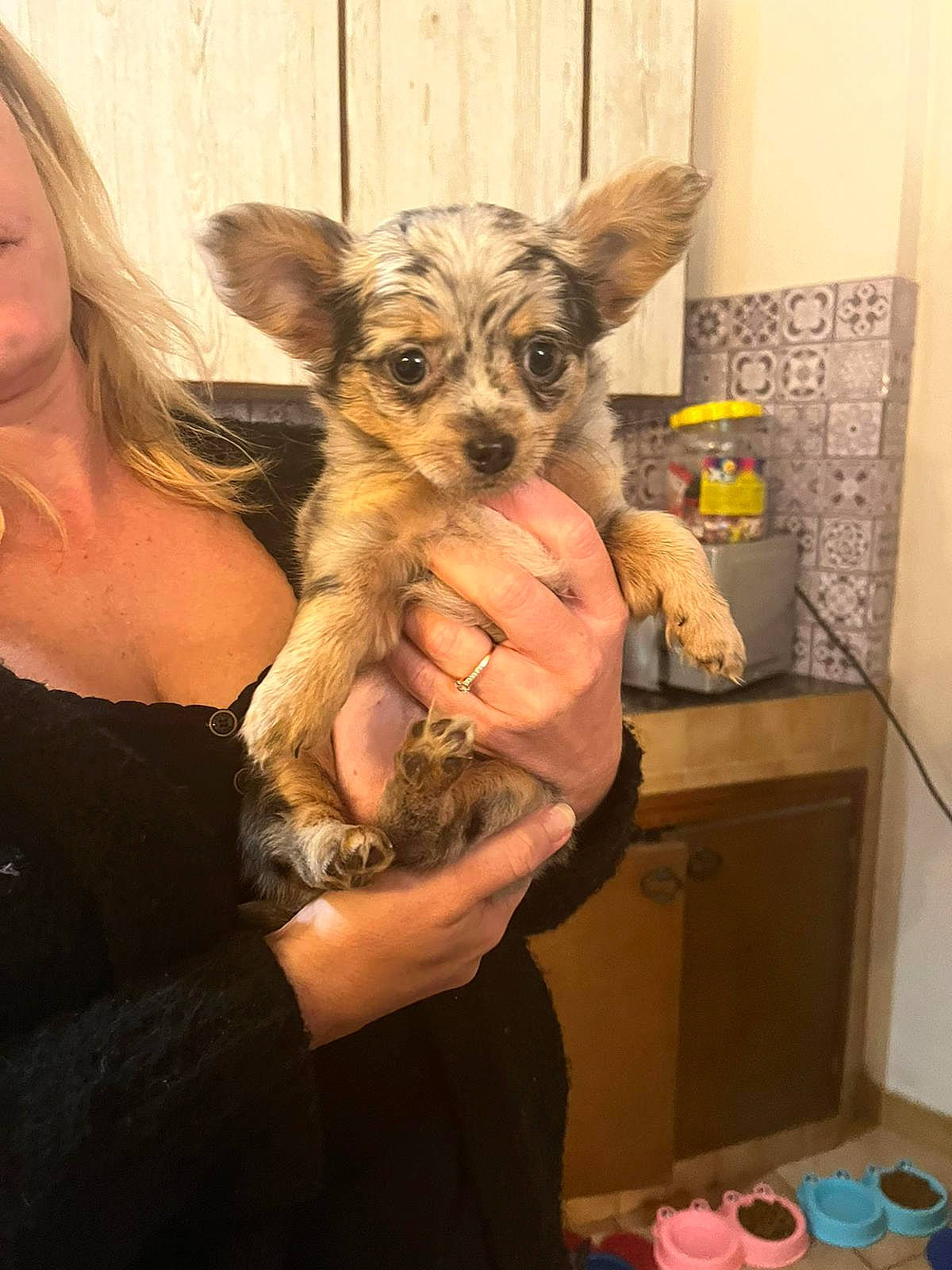 Tina a rejoint le concours — aidez-le/la à gagner de superbes lots ! cabinetry, canidae, carnivore, companion_dog, curtain, dog, dog_breed, ear, event, fawn, fun, fur, small_terrier, snout, tableware, terrestrial_animal, toy_dog