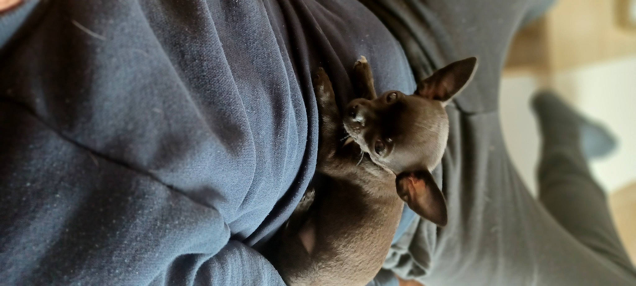 Moka participe au concours pour gagner de l'argent avec cette photo : canidae, carnivore, chihuahua, comfort, companion_dog, corgi_chihuahua, dog, dog_breed, ear, fawn, felidae, fur, grey, non_sporting_group, snout, terrestrial_animal, toy_dog, whiskers, wildlife, working_animal