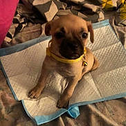 Fifi joined the competition — help win amazing prizes! animal, bell, blanket, brown, cute, dog, domestic_animal, ears, face, fur, indoor, looking, paw, pet, puppy, sitting, small_dog, training_pad, yellow_collar, young_dog