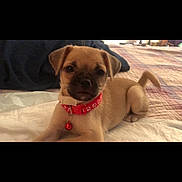 Fifi joined the competition — help win amazing prizes! animal, bed, bell, brown_fur, canine, collar, cute, dog, domestic_animal, fur, home, indoor, looking_at_camera, lying_down, pet, pet_accessory, puppy, resting, small_dog, young_dog