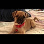 animal, bed, bell, brown_fur, canine, collar, cute, dog, domestic_animal, fur, home, indoor, looking_at_camera, lying_down, pet, pet_accessory, puppy, resting, small_dog, young_dog