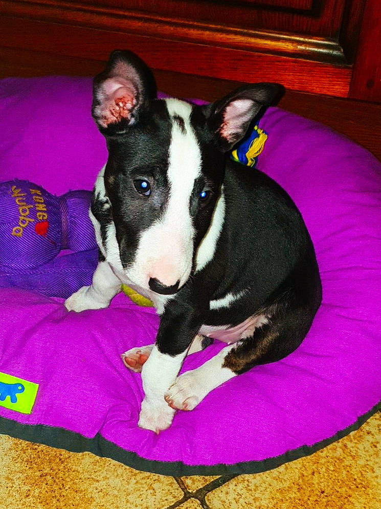 Tesla a rejoint le concours — aidez-le/la à gagner de superbes lots ! canidae, carnivore, comfort, companion_dog, dog, dog_breed, dog_supply, ear, fawn, fur, lap, magenta, non_sporting_group, purple, snout, sporting_group, tail, terrestrial_animal, whiskers, working_animal