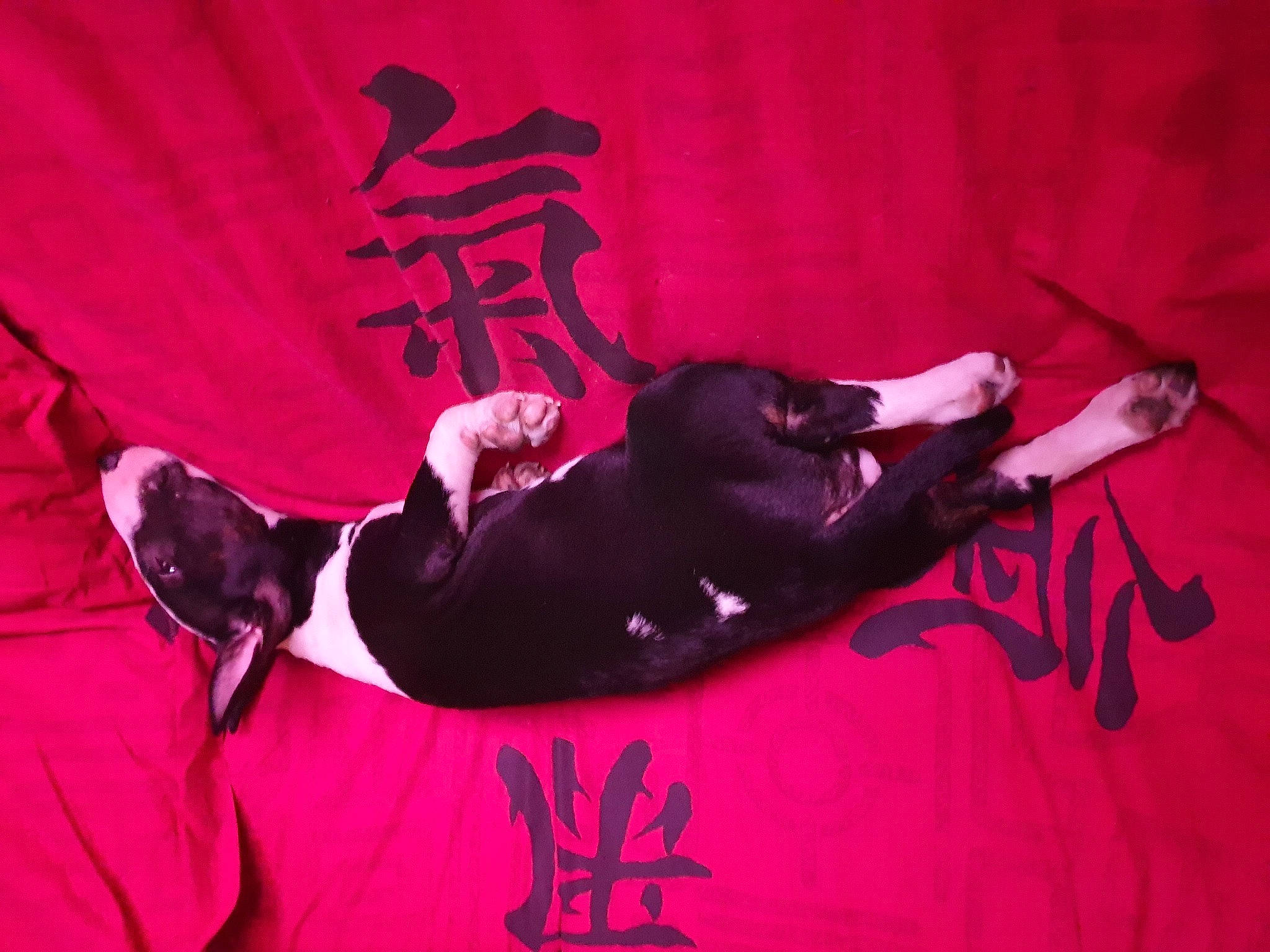 Tesla a rejoint le concours — aidez-le/la à gagner de superbes lots ! carmine, comfort, companion_dog, couch, dog, entertainment, event, flooring, font, fur, linens, magenta, pink, room, sleeve, tail