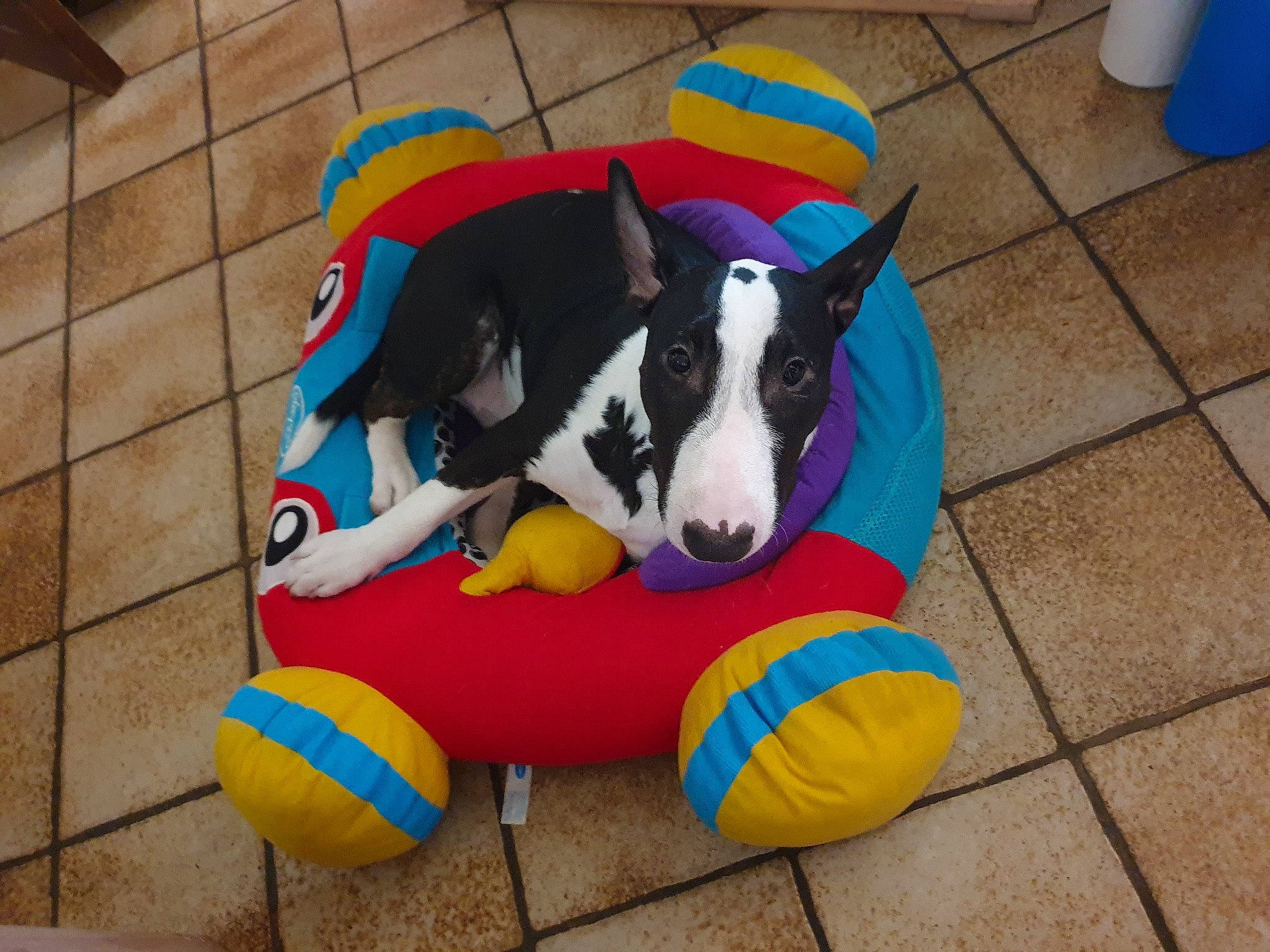 Tesla participe au concours pour gagner de l'argent avec cette photo : canidae, carnivore, companion_dog, dog, dog_breed, dog_clothes, dog_supply, dog_toy, fawn, flooring, human_leg, inflatable, leisure, pet_supply, recreation, snout, sporting_group, sports_toy, tail, working_animal