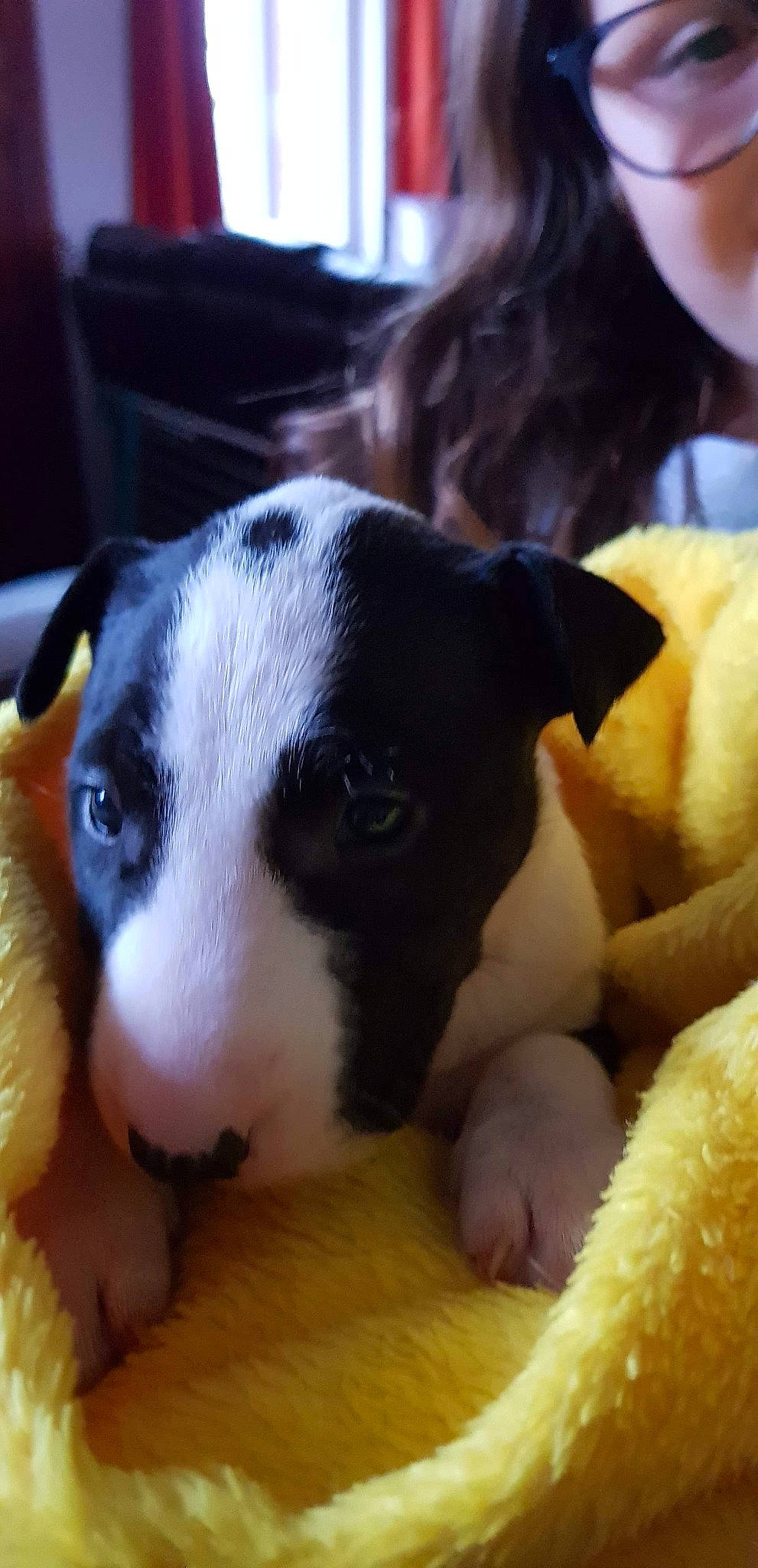 Tesla a rejoint le concours — aidez-le/la à gagner de superbes lots ! canidae, carnivore, comfort, companion_dog, dog, dog_breed, ear, fawn, fur, herding_dog, non_sporting_group, paw, puppy, puppy_love, snout, sporting_group, whiskers, working_animal