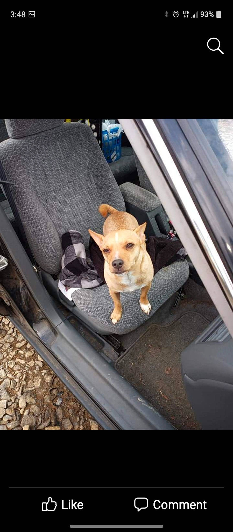 Bully is registered to the contest to win money with this photo: auto_part, automotive_design, automotive_exterior, automotive_lighting, automotive_mirror, bumper, car, car_seat, carnivore, chair, comfort, companion_dog, dog, dog_breed, dog_supply, fawn, motor_vehicle, vehicle, vehicle_door, window