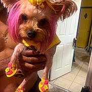Bellarose is registered to the contest to win money with this photo: dog, small_dog, pet, pink_wig, yellow_flower, costume, clothing, dog_shoes, sandals, fashion, grooming, portrait, close_up, being_held, human, indoors, bathroom, doorway, colorful, funny