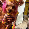 dog, small_dog, pet, pink_wig, yellow_flower, costume, clothing, dog_shoes, sandals, fashion, grooming, portrait, close_up, being_held, human, indoors, bathroom, doorway, colorful, funny