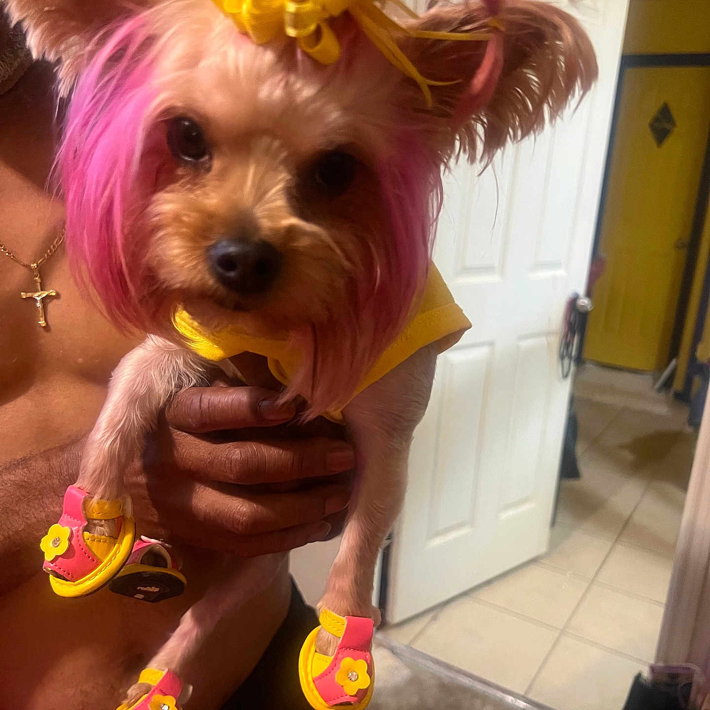 Bellarose is registered to the contest to win money with this photo: dog, small_dog, pet, pink_wig, yellow_flower, costume, clothing, dog_shoes, sandals, fashion, grooming, portrait, close_up, being_held, human, indoors, bathroom, doorway, colorful, funny