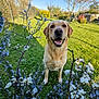 Lasko a rejoint le concours — aidez-le/la à gagner de superbes lots ! animal, bloom, blue_sky, canine, dog, fence, flower, garden, golden_retriever, grass, greenery, happy, nature, outdoor, pet, plant, smiling, spring, sunlight, tree