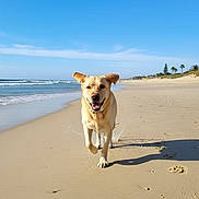 Lasko participe au concours pour gagner de l'argent avec cette photo : animal, beach, canine, coast, dog, happy, labrador, nature, ocean, outdoor, pet, playful, running, sand, shore, sky, summer, sunny, water, waves