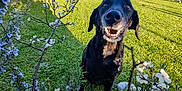 Malice participe au concours pour gagner de l'argent avec cette photo : dog, black_dog, smiling, garden, flowers, white_flowers, blue_flowers, grass, trees, sunny, outdoor, nature, pets, happy, canine, spring, greenery, daylight, fence, shrubbery