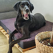Malice participe au concours pour gagner de l'argent avec cette photo : dog, black_dog, pet, indoor, cushion, wooden_pallet, plant, woven_basket, floor, furniture, sofa, mouth_open, relaxed, home, animal, canine, paw, resting, brown_eyes, cozy