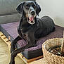 dog, black_dog, pet, indoor, cushion, wooden_pallet, plant, woven_basket, floor, furniture, sofa, mouth_open, relaxed, home, animal, canine, paw, resting, brown_eyes, cozy