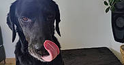 Malice a rejoint le concours — aidez-le/la à gagner de superbes lots ! animal, black_dog, canine, companion, cute, dog, dog_bed, domestic_animal, funny_expression, furry, home, houseplant, indoor, licking, pet, plant, tongue, tongue_out, window, wooden_floor