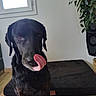 animal, black_dog, canine, companion, cute, dog, dog_bed, domestic_animal, funny_expression, furry, home, houseplant, indoor, licking, pet, plant, tongue, tongue_out, window, wooden_floor