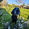 Malice participe au concours pour gagner de l'argent avec cette photo : black_dog, blue_sky, bushes, canine, close_up, curious, daylight, dog, flowers, garden, green_grass, nature, nose, outdoor, pet, plants, spring, sunny, trees, white_flowers