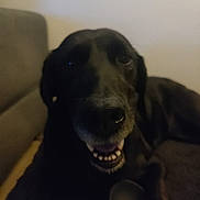 Malice participe au concours pour gagner de l'argent avec cette photo : animal, black_dog, canine, close_up, companion, couch, cute, dog, face, fur, furniture, home, indoor, lying_down, mouth, nose, pet, portrait, relaxed, teeth