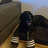 Malice a rejoint le concours — aidez-le/la à gagner de superbes lots ! animal, black_dog, black_fur, comfortable, couch, dog, dog_bed, funny, home, household, indoor, living_room, paw, pet, relaxed, resting, shadow, slippers, smiling, wooden_floor