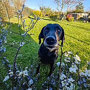 Malice a rejoint le concours — aidez-le/la à gagner de superbes lots ! animal, black_dog, blue_flowers, blue_sky, canine, close_up, curious, dog, flowers, garden, grass, greenery, nature, outdoor, pet, shrub, spring, sunlight, trees, white_flowers