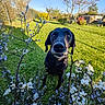 animal, black_dog, blue_flowers, blue_sky, canine, close_up, curious, dog, flowers, garden, grass, greenery, nature, outdoor, pet, shrub, spring, sunlight, trees, white_flowers
