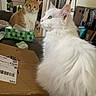 cat, indoor, orange_cat, white_cat, feline, pet, tissue_box, cardboard_box, household, curious, fluffy, domestic, fur, green, looking, sitting, room, furniture, cozy, relaxed