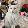 cat, white_cat, fur, heterochromia, indoor, living_room, couch, furniture, pet, animal, household_items, carpet, pink_box, lamp, doorway, sitting, portrait, cute, closeup, relaxed